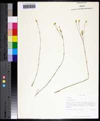 Polygala setacea image