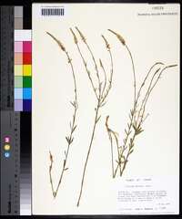 Polygala boykinii image