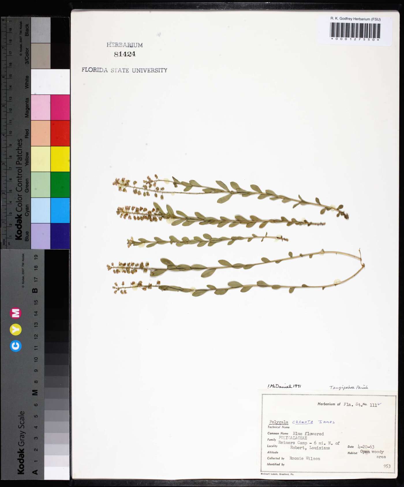 Polygala crenata image