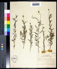 Polygala curtissii image