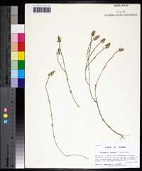 Polygala hookeri image