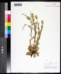 Polygala lutea image