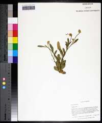 Polygala lutea image