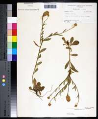 Polygala lutea image