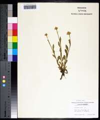 Polygala lutea image