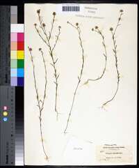 Polygala mariana image