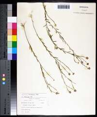 Polygala mariana image