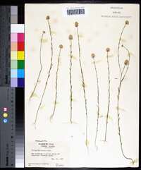 Polygala mariana image