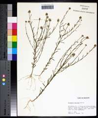 Polygala mariana image