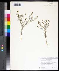 Polygala nuttallii image