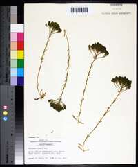 Polygala ramosa image