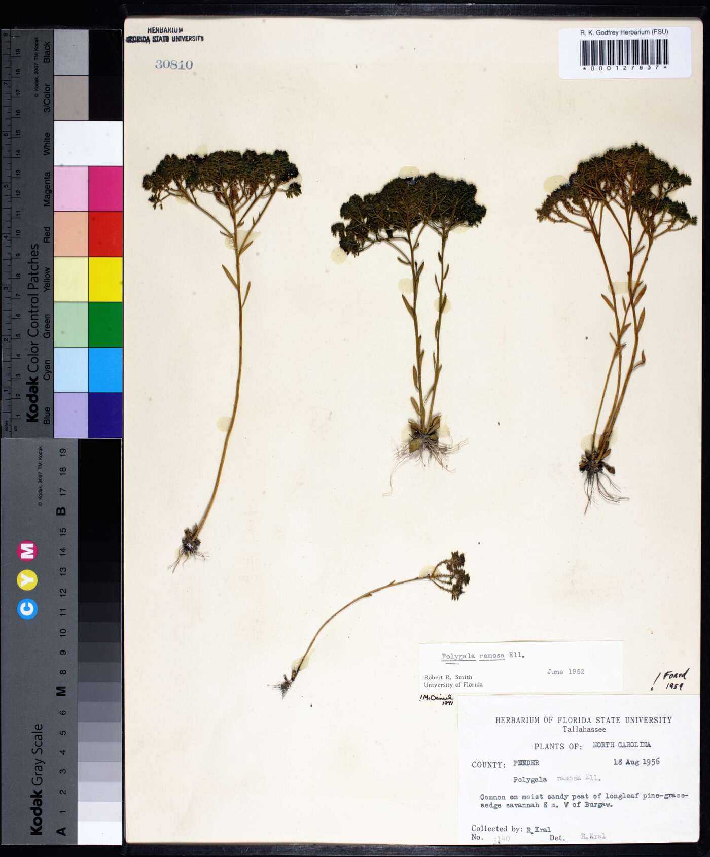 Polygala ramosa image