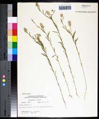 Polygala sanguinea image