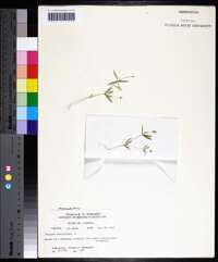 Polygala verticillata image