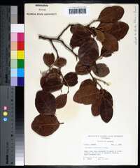 Coccoloba diversifolia image