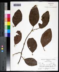 Coccoloba diversifolia image