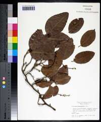 Coccoloba diversifolia image