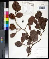 Coccoloba diversifolia image