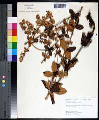 Eriogonum tomentosum image