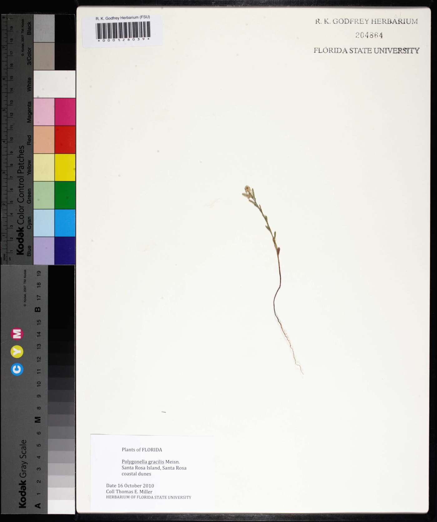 Polygonella gracilis image