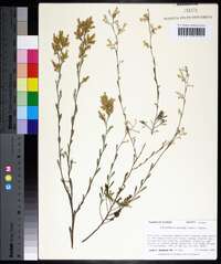 Polygonella polygama image