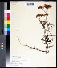 Eriogonum multiflorum image