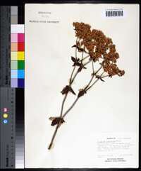 Eriogonum tomentosum image