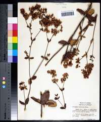 Eriogonum tomentosum image