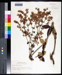 Eriogonum tomentosum image