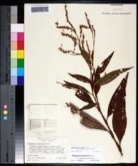 Persicaria glabra image