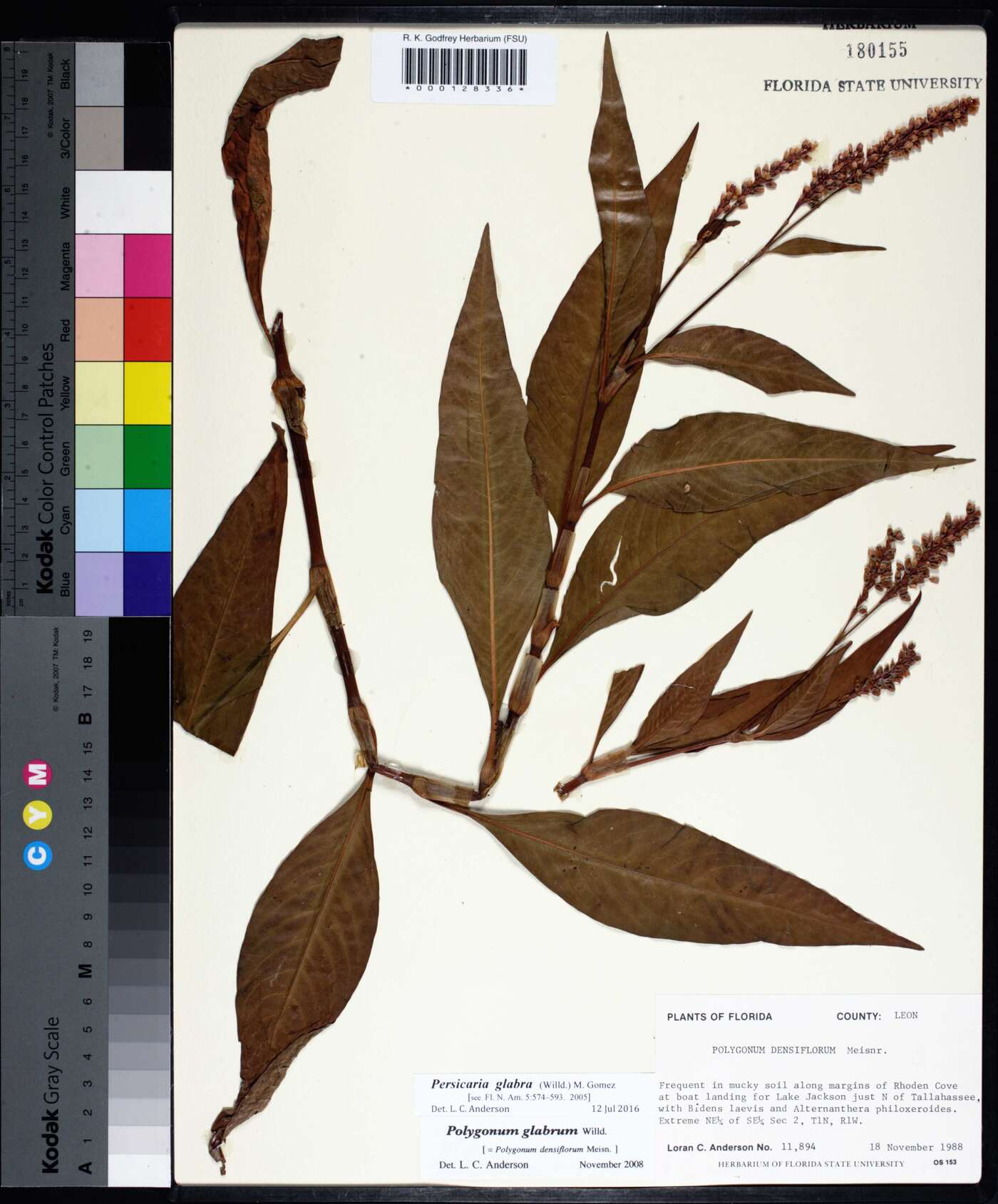 Persicaria glabra image