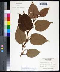 Reynoutria japonica image