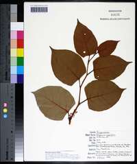 Reynoutria japonica image