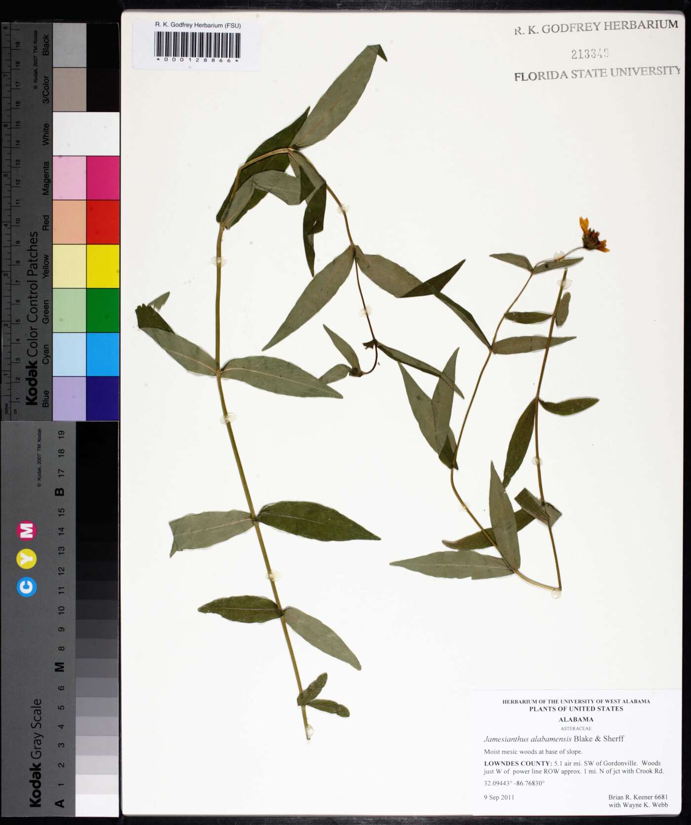 Jamesianthus alabamensis image