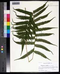 Thelypteris kunthii image