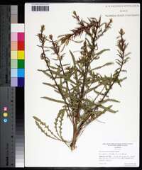 Oenothera heterophylla image