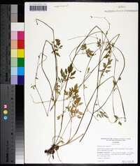 Ranunculus repens image