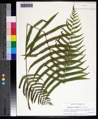 Thelypteris kunthii image