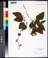 Smilax walteri image