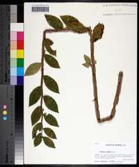 Ulmus alata image