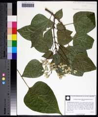 Clerodendrum trichotomum image