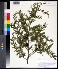 Chamaecyparis thyoides image