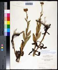 Leucanthemum lacustre image