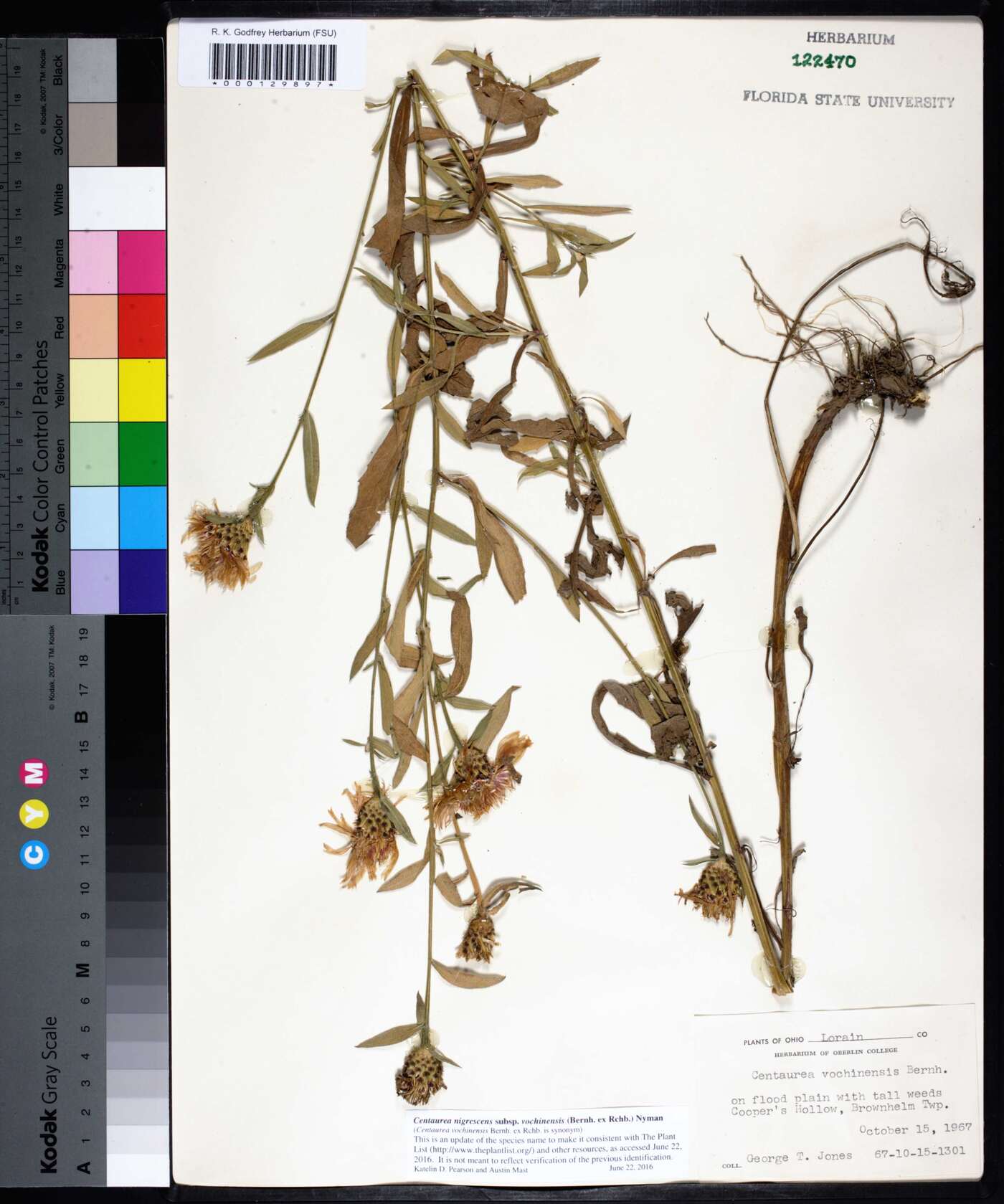 Centaurea nigrescens subsp. vochinensis image