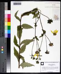 Silphium asteriscus var. simpsonii image