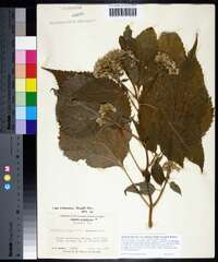 Ageratina altissima var. roanensis image