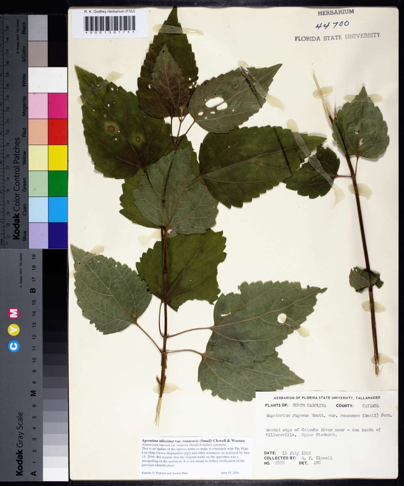 Ageratina altissima var. roanensis image