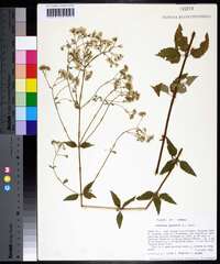 Ageratina aromatica image