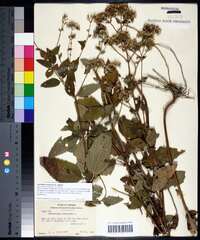 Ageratina aromatica image