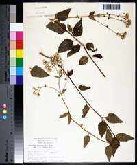 Ageratina aromatica image